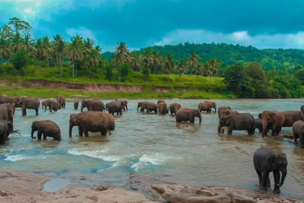 Экскурсия «Золотое кольцо Шри-Ланки» — 3 дня / 2 ночи