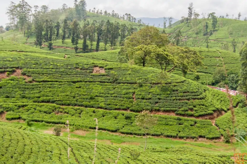 Экскурсия «Золотое кольцо Шри-Ланки» — 3 дня / 2 ночи