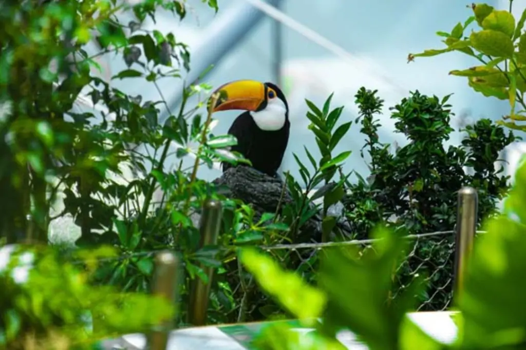 Колесо Обозрения Ain Dubai + Green Planet в Дубае