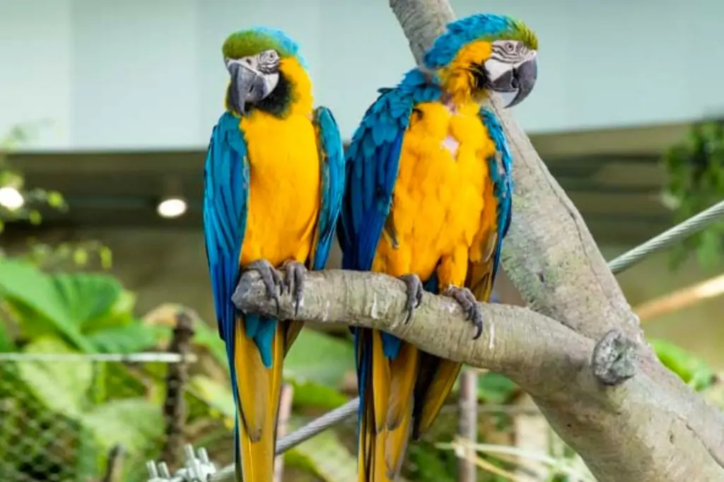 Колесо Обозрения Ain Dubai + Green Planet в Дубае