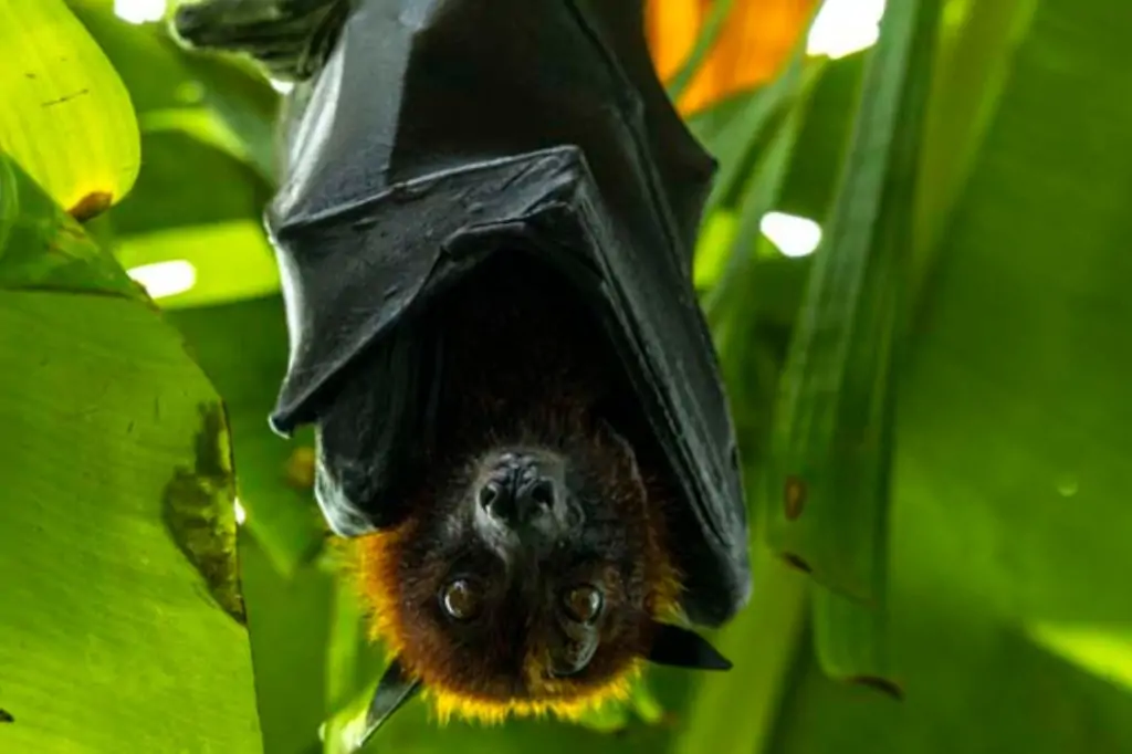 Колесо Обозрения Ain Dubai + Green Planet в Дубае