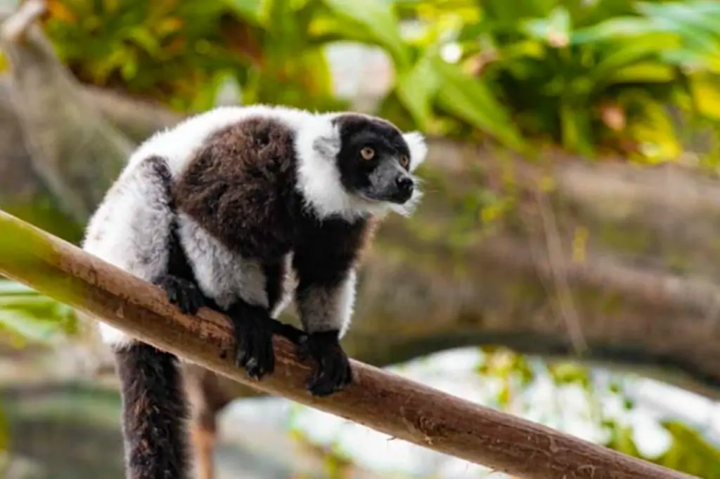 Колесо Обозрения Ain Dubai + Green Planet в Дубае