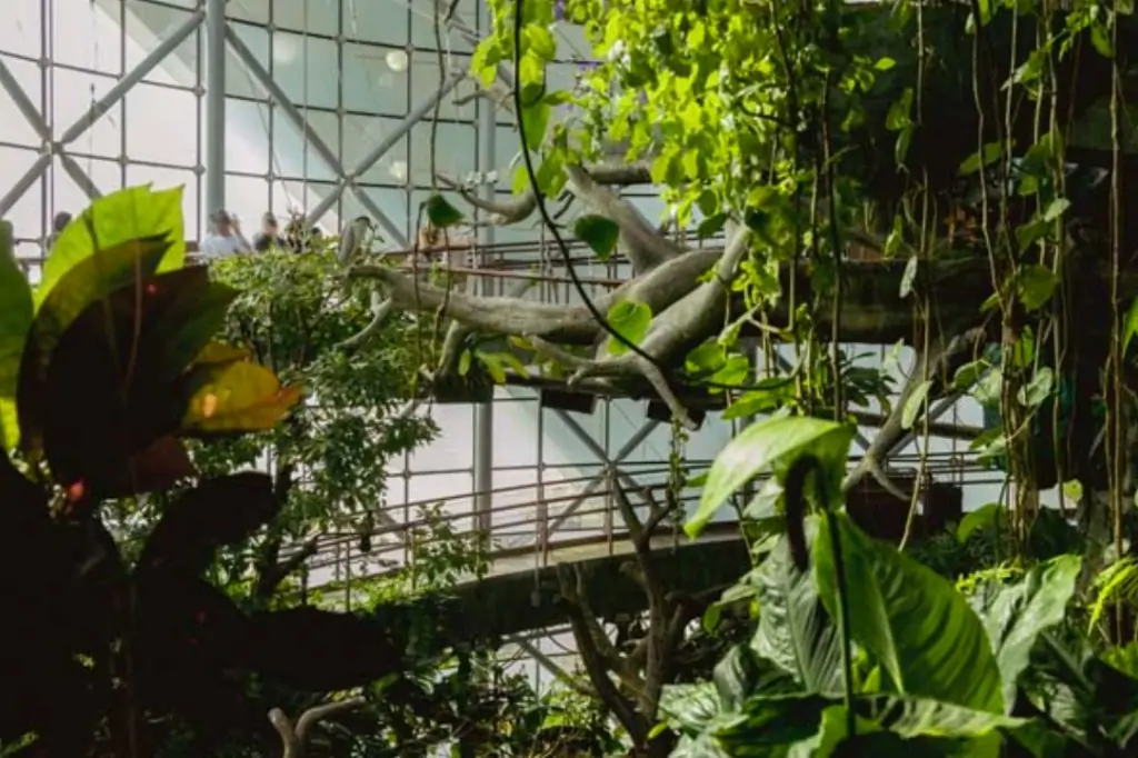 Колесо Обозрения Ain Dubai + Green Planet в Дубае