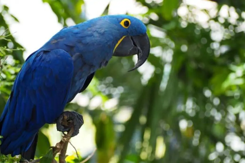 Колесо Обозрения Ain Dubai + Green Planet в Дубае