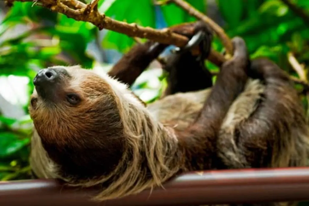 Колесо Обозрения Ain Dubai + Green Planet в Дубае