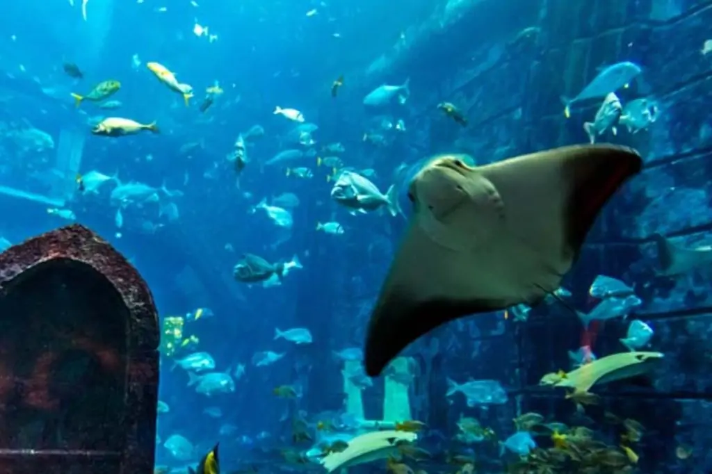 Билеты в Dubai Aquarium & Underwater Zoo