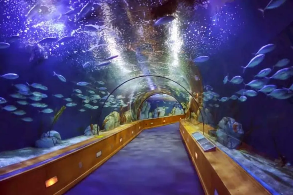 Билеты в Dubai Aquarium & Underwater Zoo