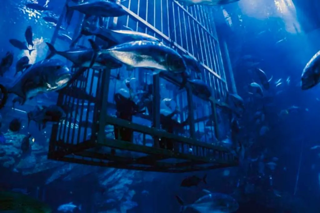 Билеты в Dubai Aquarium & Underwater Zoo