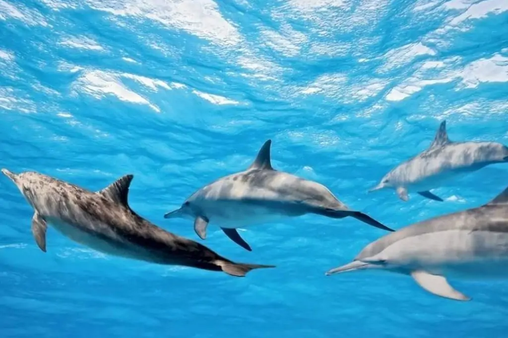 Дневная экскурсия в Эль-Гуну из Хургады