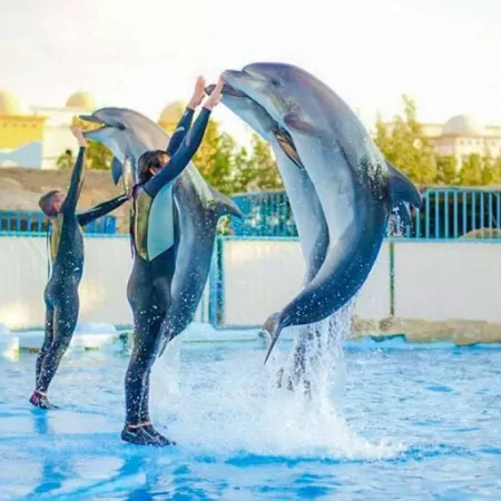Дельфинарий в Шарм-эль-Шейхе