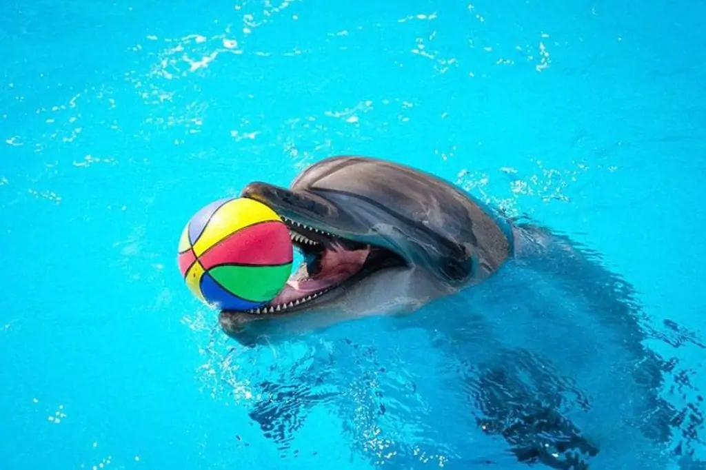 Дельфинарий в Шарм-эль-Шейхе