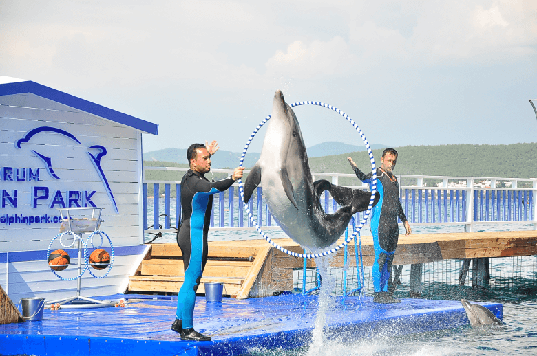 Плавание с дельфинами - Экскурсии в Бодруме - Turteka