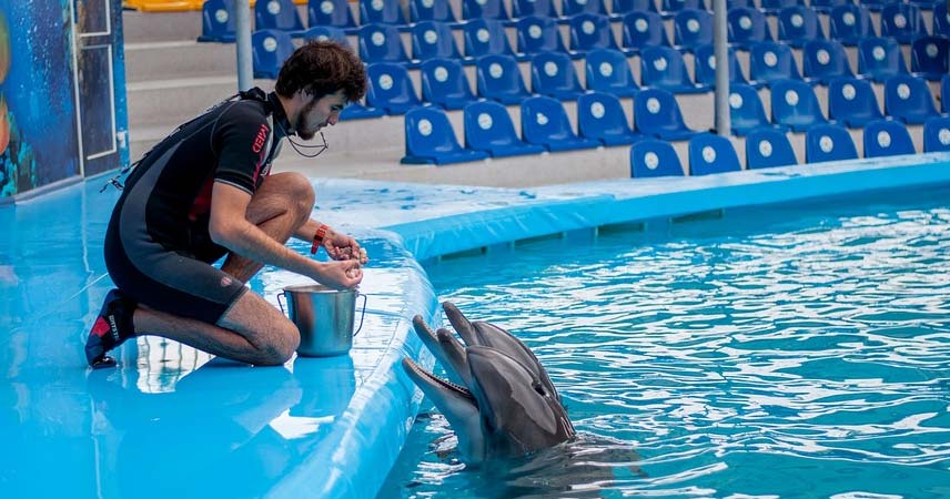 Дельфинарий в Алании - Sealanya - Программа - Цена и Отзывы