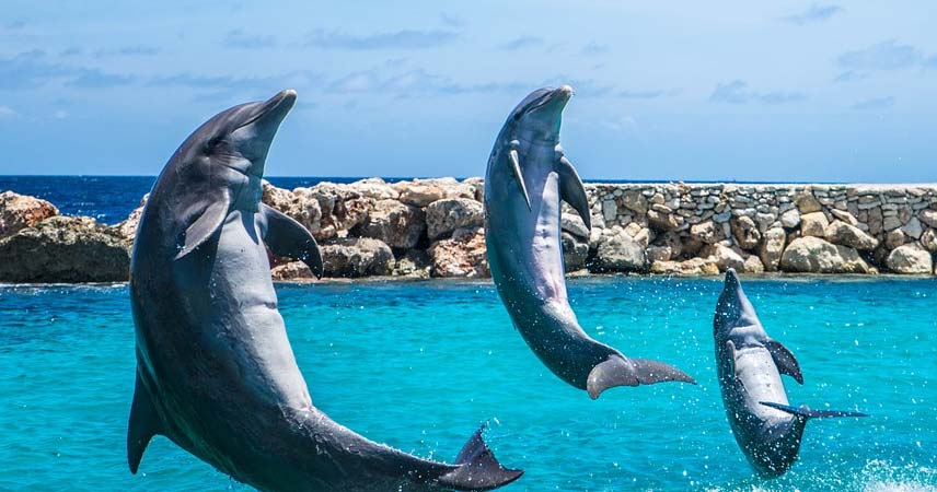Дельфинарий в Алании - Sealanya - Программа - Цена и Отзывы