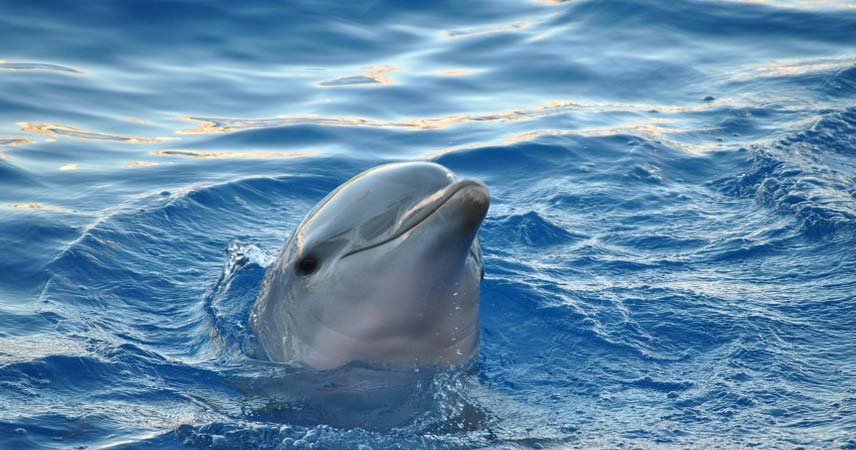 Дельфинарий в Кемере - Программа - Цена и Отзывы