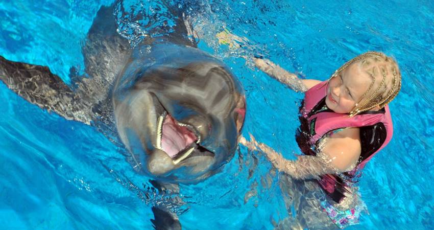 Плавание с дельфинами в Анталии - Описание Программы и Цены