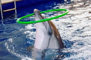 Шоу дельфинов в Анталии - Описание Программы и Цены - Отзывы