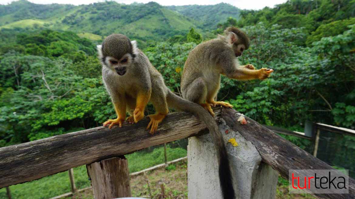 Парк обезьян и полеты Зиплайн (Пунта Кана)