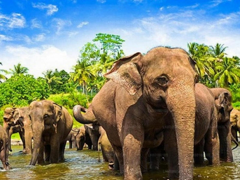 Экскурсия Центр Шри-Ланки