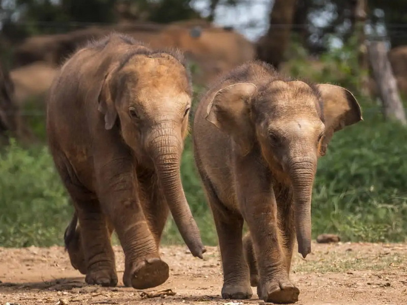 Экскурсия Элла и Парк слонов Удавалава в Шри-Ланке
