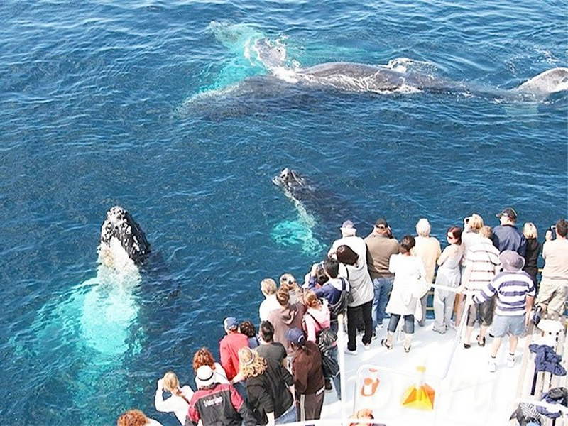 Наблюдение за китами в Мириссе Шри-Ланка