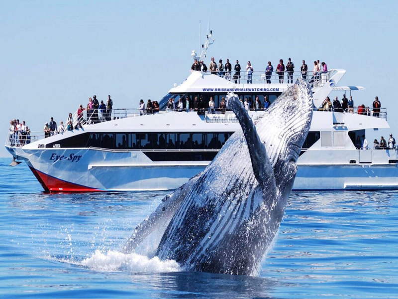 Наблюдение за китами в Мириссе Шри-Ланка