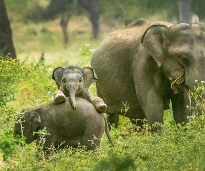Сафари в национальном парке Яла, Шри-Ланка