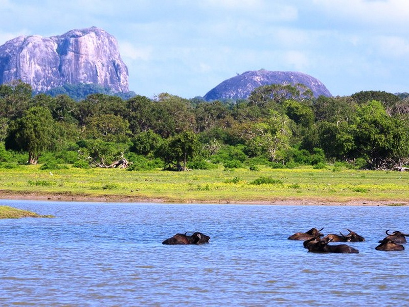 Сафари в национальном парке Яла, Шри-Ланка