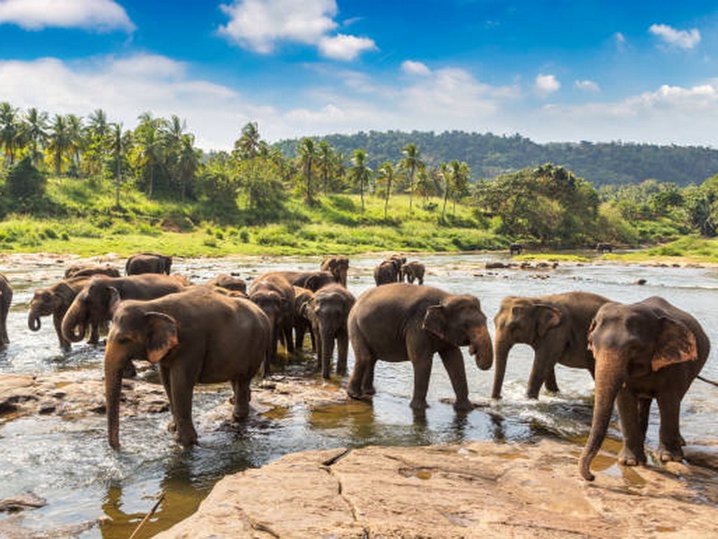 Трехдневная экскурсия Золотое кольцо Шри-Ланки - Слоновий питомник Пинавелла