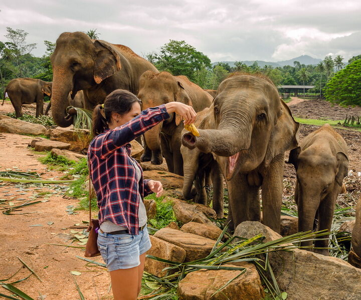 Завтрак со слонами на Шри-Ланке
