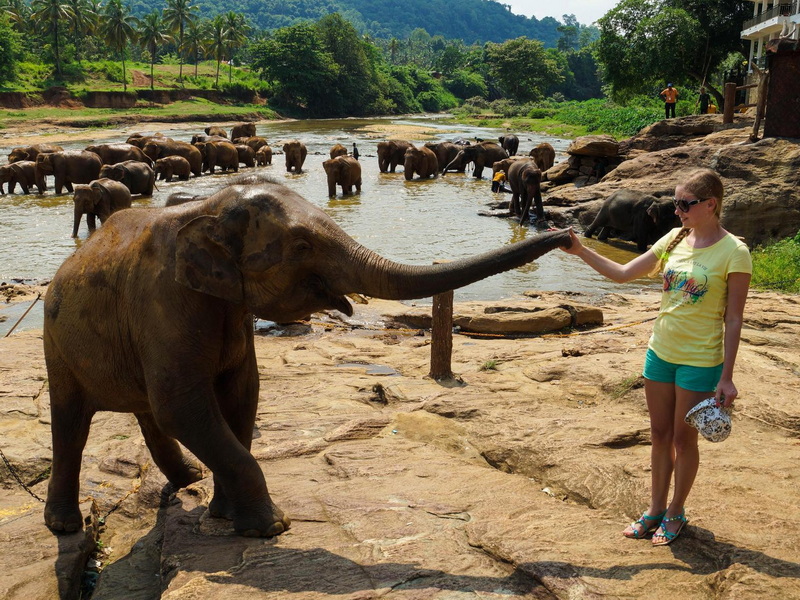Завтрак со слонами на Шри-Ланке