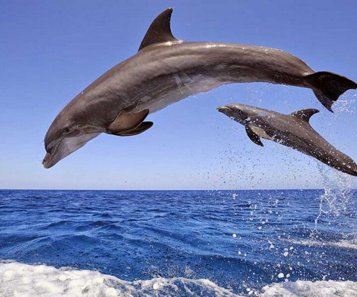 Дом дельфинов в Красном море из Хургады
