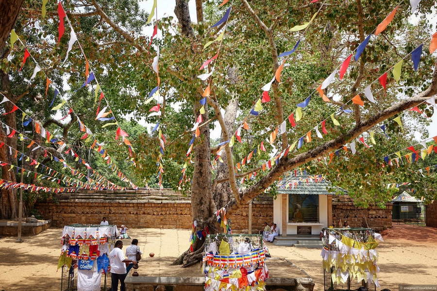 Достопримечательности Шри-Ланки. Священное дерево Бо
