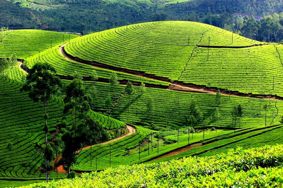 Достопримечательности Шри-Ланки. Чайные плантации и фабрики