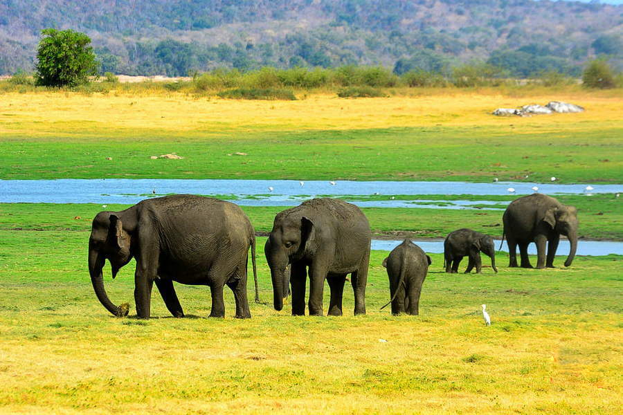 Достопримечательности Шри-Ланки. Национальный парк Миннерия