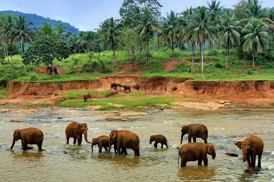 Достопримечательности Шри-Ланки. Приют для слонов Пиннавела