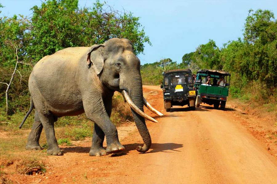 Достопримечательности Шри-Ланки. Национальный парк Яла